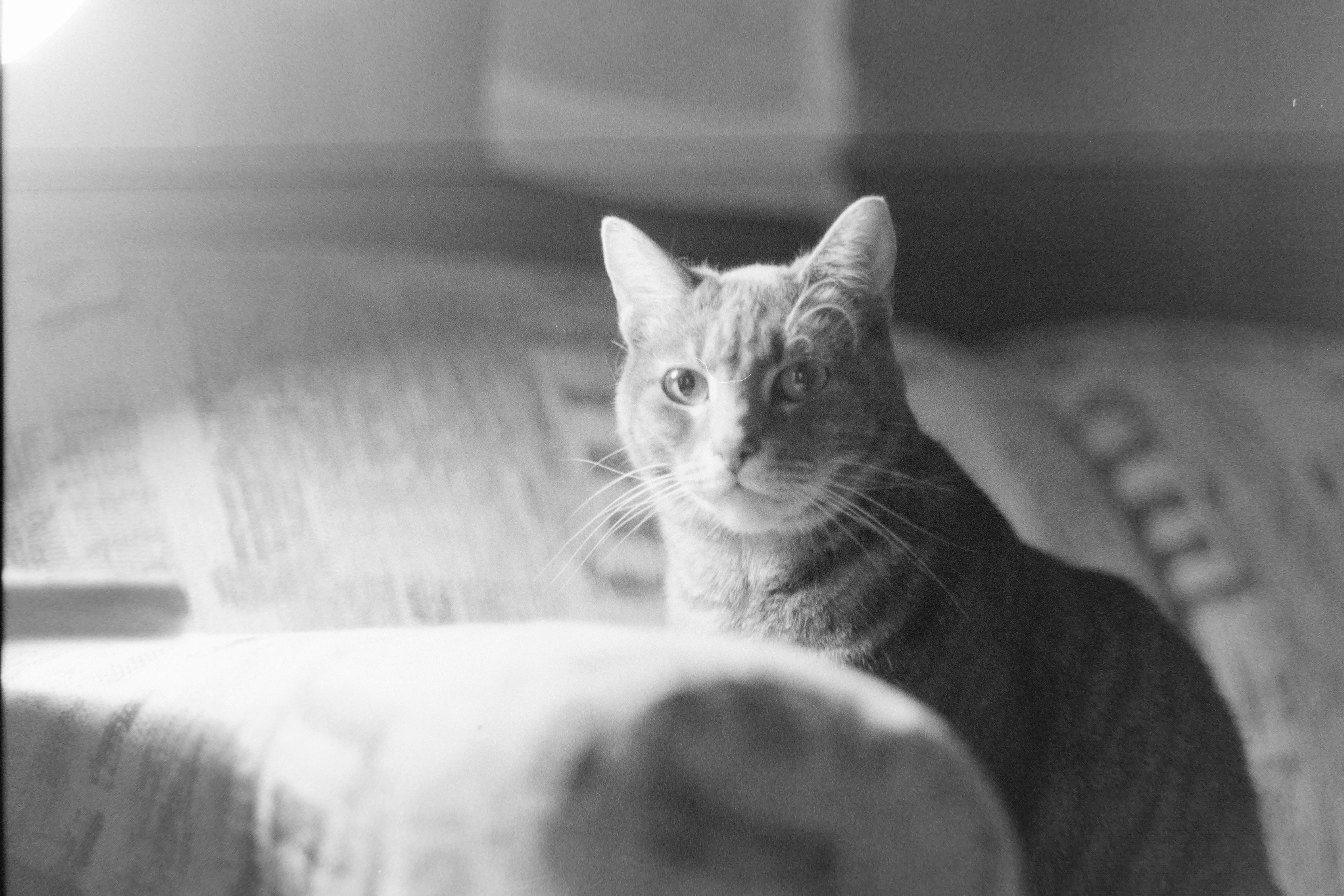 Black and white photo of a tabby cat behind a couch arm staring into distance with light source coming from top left.