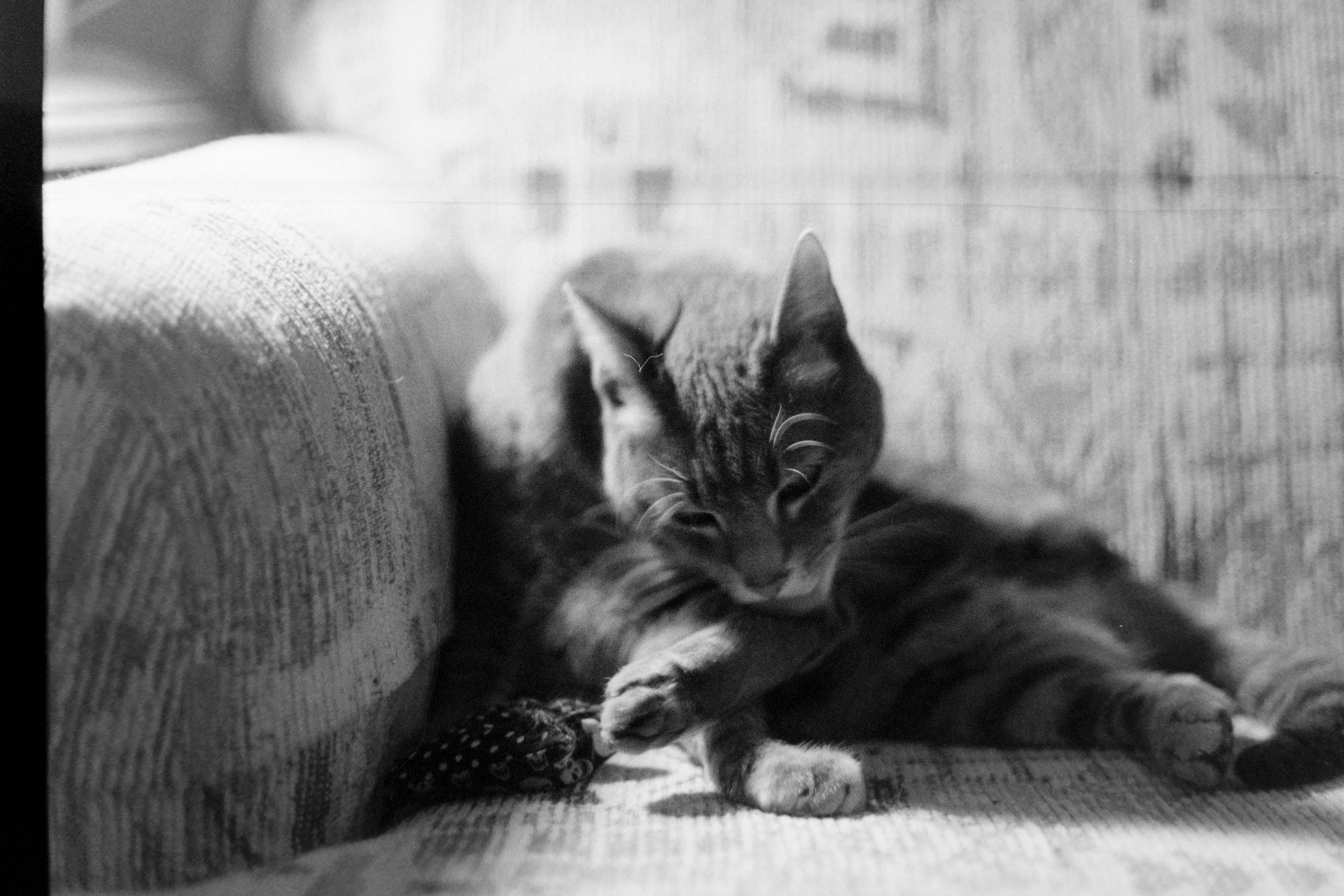 Black and white photo of a tabby cat licking/cleaning its leg tucked into the corner of where the couch meets the couch arm.